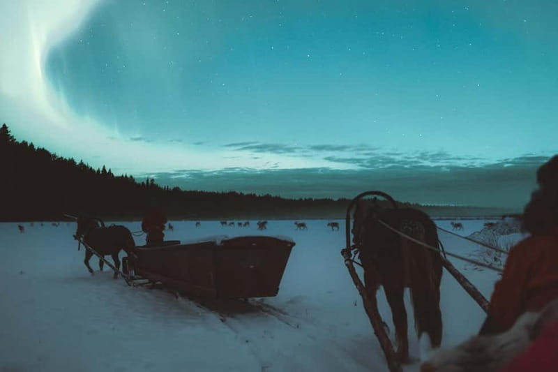 Rovaniemi: Horse Sleigh Ride under the Night Sky - Price and Value for a $192 Per Person Evening