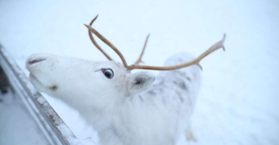 Rovaniemi: Husky and reindeer farm visit with sleigh rides - The Guide Experience: How Léo, Dennis, and Others Set the Pace
