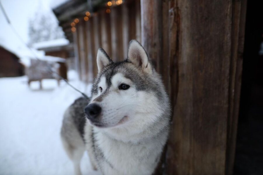 Rovaniemi: Husky and reindeer farm visit with sleigh rides - Price and Value: What Your $212 Gets, and What Changes Before Dec 1