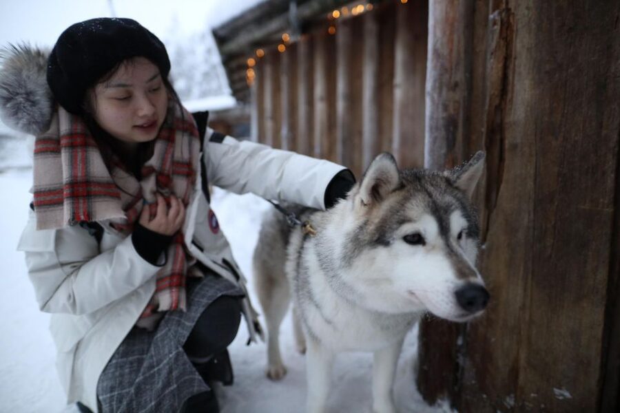 Rovaniemi: Husky and reindeer farm visit with sleigh rides - Animal Welfare and Interaction: Set Expectations, Then Enjoy the Real Stuff