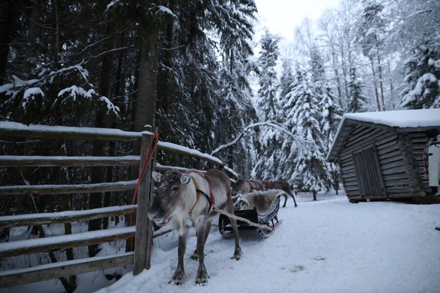 Rovaniemi: Husky and reindeer farm visit with sleigh rides - Who This Tour Suits Best in Rovaniemi