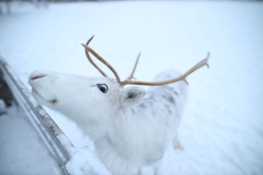 Rovaniemi: Husky and reindeer farm visit with sleigh rides - Reindeer Farm Time: Feeding Gentle Giants and a 400m Sleigh Loop