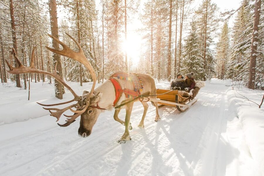 Rovaniemi: Husky and Reindeer farm with sleigh ride - Key things that make this tour worth your time