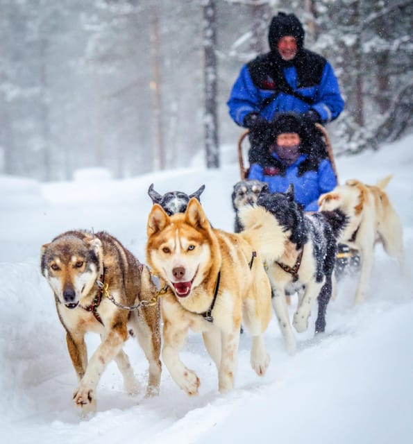 Rovaniemi: Husky and Reindeer farm with sleigh ride - How this 3.5-hour Lapland day flows from pickup to kota stories