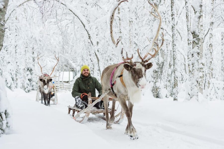 Rovaniemi: Husky and Reindeer farm with sleigh ride - Hot drinks, snacks, and learning about Arctic animal life