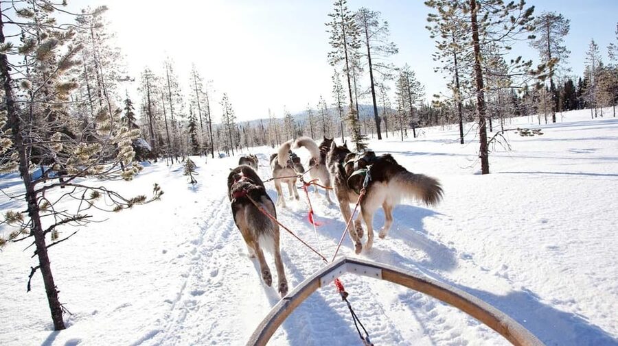 Rovaniemi: Husky and Reindeer farm with sleigh ride - What to pack and how to handle winter comfort