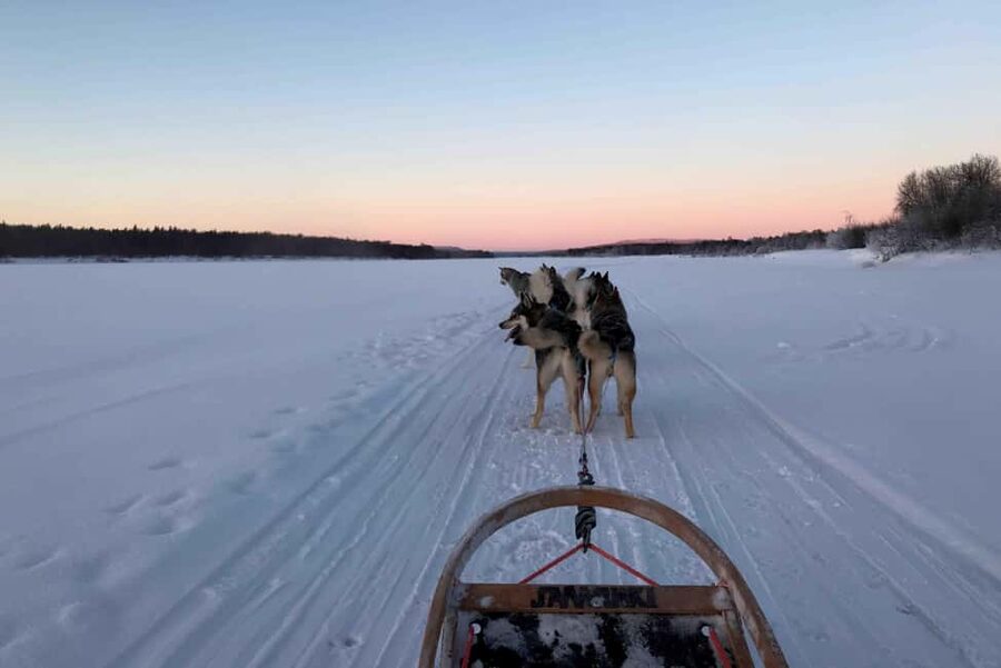 Rovaniemi: Husky Experience and Sled Ride with Pro Photos - Key highlights you will actually feel