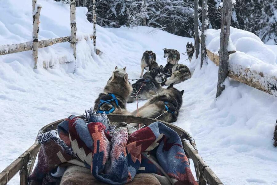Rovaniemi: Husky Experience and Sled Ride with Pro Photos - Rovaniemi husky sled with pro photos, what makes it special
