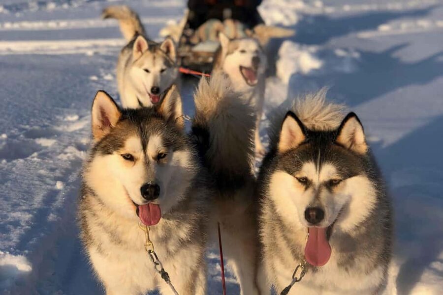 Rovaniemi: Husky Experience and Sled Ride with Pro Photos - Arriving at the husky camp: meet the dogs like a real guest