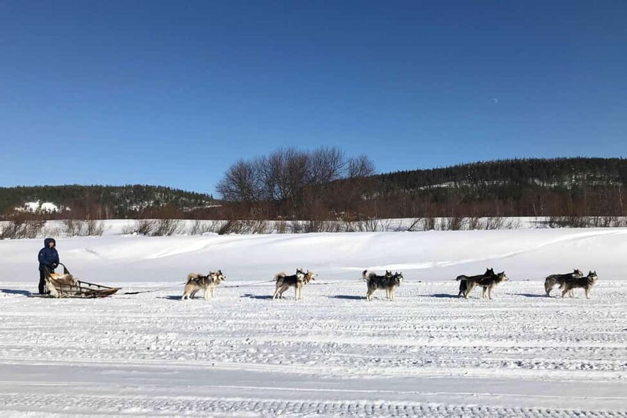 Rovaniemi: Husky Experience and Sled Ride with Pro Photos - Fireside warm drinks and cookies, where the ride story starts