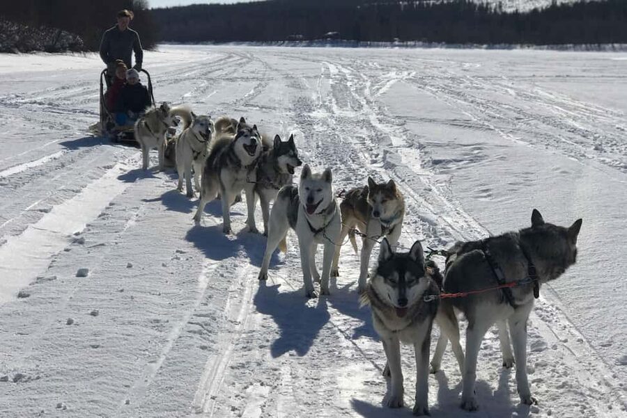 Rovaniemi: Husky Experience and Sled Ride with Pro Photos - The 3 km sled ride as a passenger: what you should expect