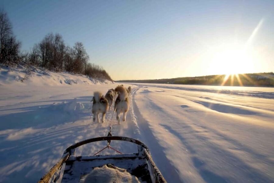 Rovaniemi: Husky Experience and Sled Ride with Pro Photos - Responsible husky riding, what ethical means in practice