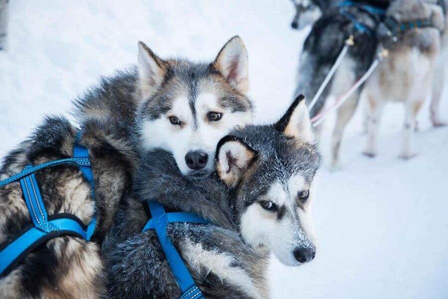 Rovaniemi: Husky Experience and Sled Ride with Pro Photos - Getting ready: pickup, gear handoff, and staying warm