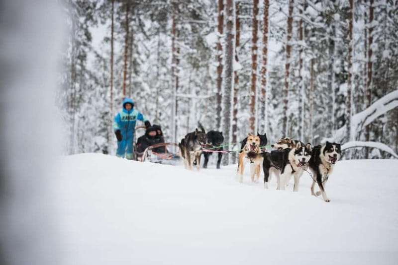 Rovaniemi: Husky Farm and Reindeer Experience - Key Highlights You Should Care About