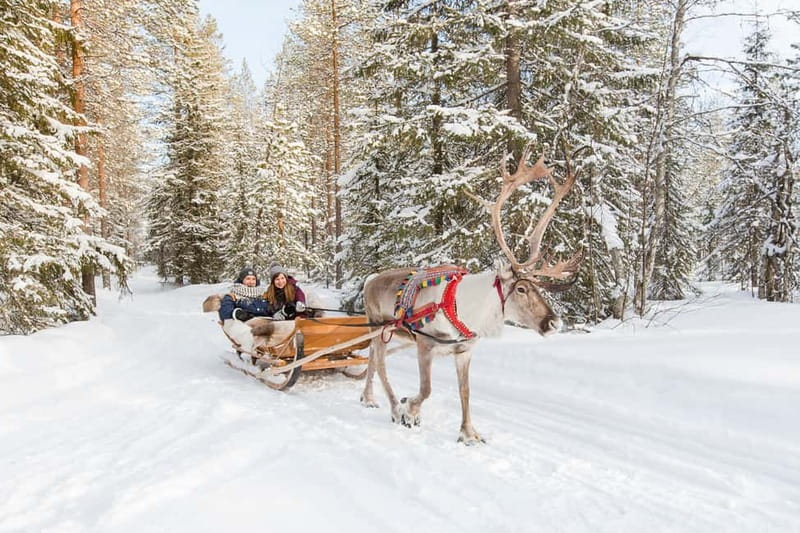 Rovaniemi: Husky Farm and Reindeer Experience - How to Enjoy It More: Simple Moves Before You Go