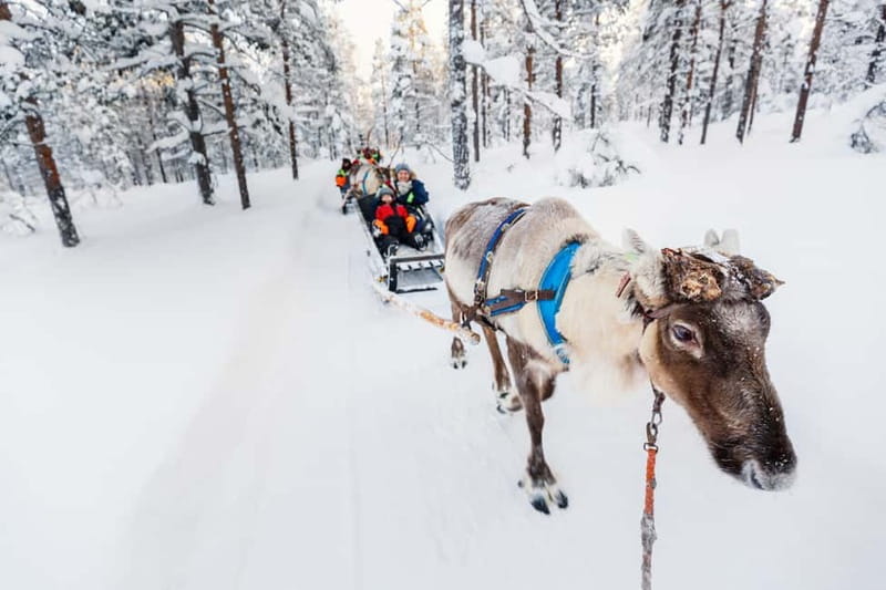 Rovaniemi: Husky Farm and Reindeer Experience - The Reindeer Manor Lesson: More Than a Photo Stop