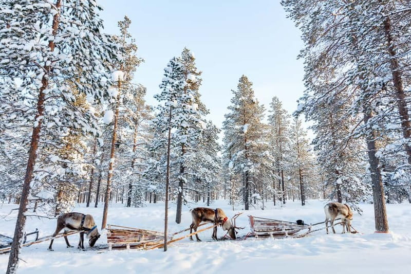 Rovaniemi: Husky Farm and Reindeer Experience - Husky Park Next: Alaskan Huskies and a Shared 500m Sleigh Ride