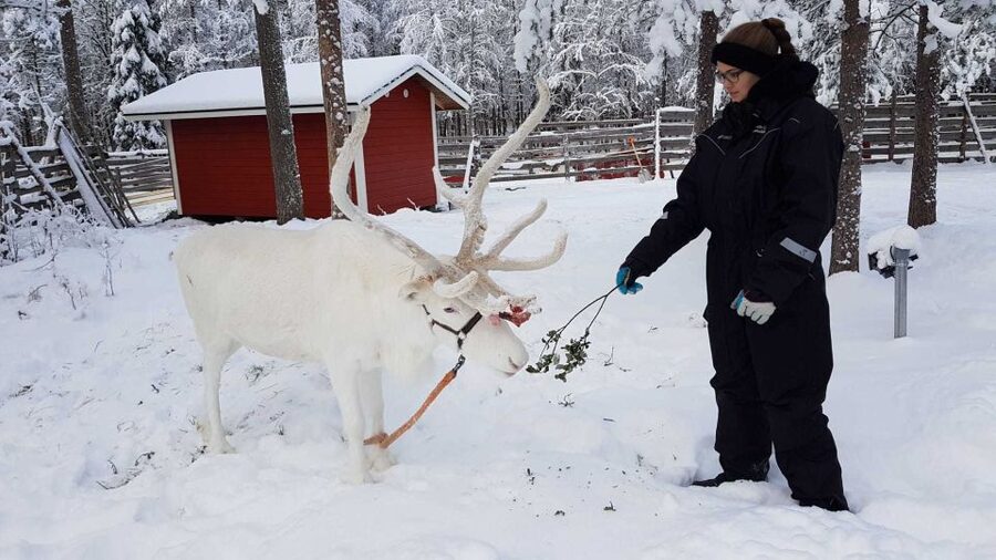 Rovaniemi: Husky Farm and Reindeer Experience - Who This Tour Fits Best (and Who Might Want More)