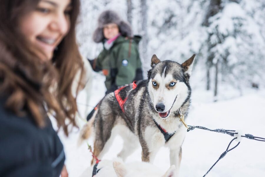 Rovaniemi: Husky Farm Visit with a Sledge Ride - Key points to know before you go
