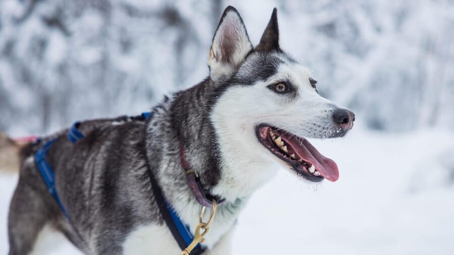 Rovaniemi: Husky Farm Visit with a Sledge Ride - The kennel hugging session: the best part for many people