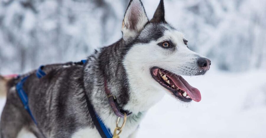 Rovaniemi: Husky Farm Visit with a Sledge Ride - Transfers in Rovaniemi: convenience you’ll notice