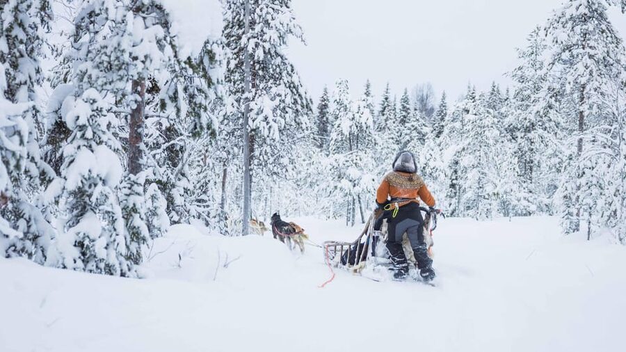 Rovaniemi: Husky Farm Visit with a Sledge Ride - The pre-ride step that makes or breaks your experience