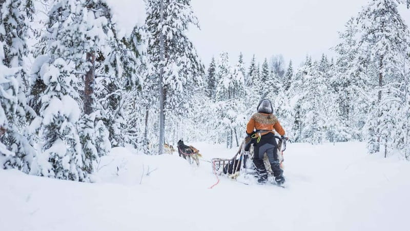 Rovaniemi: Husky & Reindeer Experience with Snowmobile Ride - Key Highlights Worth Caring About