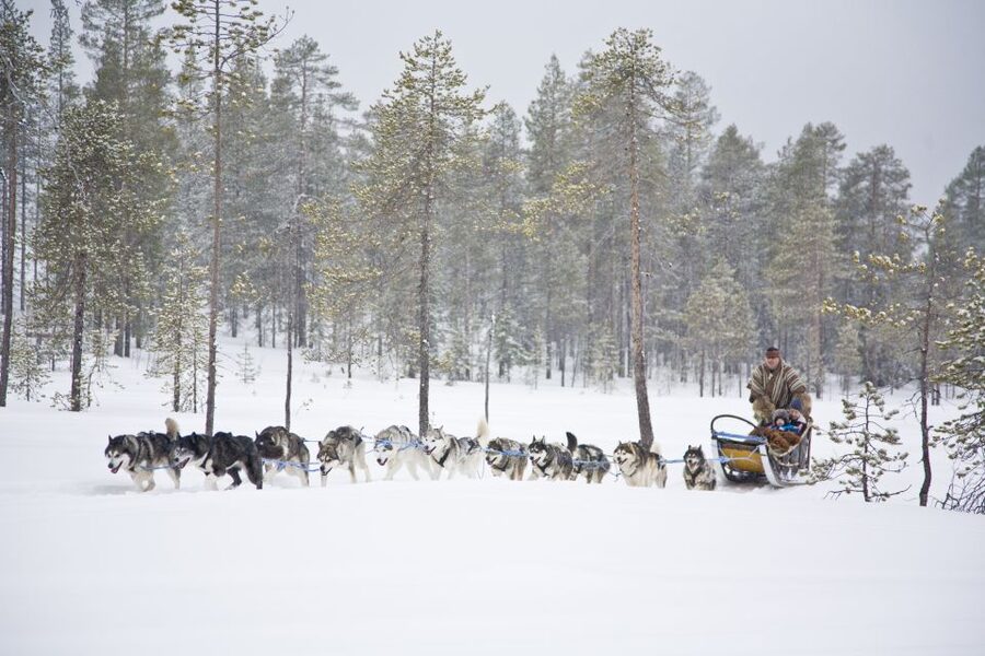 Rovaniemi: Husky & Reindeer Experience with Snowmobile Ride - Price and Value in Rovaniemi: Why This One Costs What It Costs