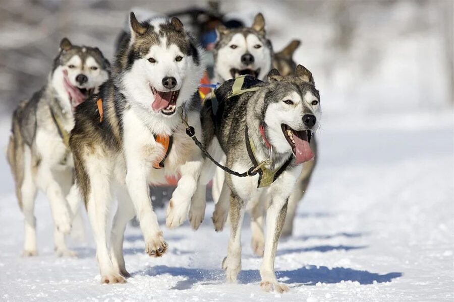 Rovaniemi: Husky Safari on a Snowy Trail - Husky safari in Rovaniemi: the best kind of Lapland day