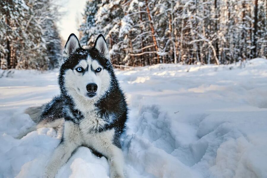 Rovaniemi: Husky Safari on a Snowy Trail - The dog sled ride: how the 10 km experience actually feels