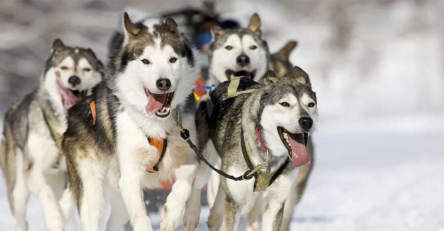 Rovaniemi: Husky Safari on a Snowy Trail - The farm visit: where the dogs stop being a background detail