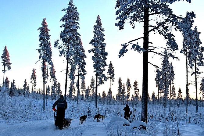 Rovaniemi Husky Safari - Self Drive Adventure 6-10km + BBQ - One Consideration Before You Go