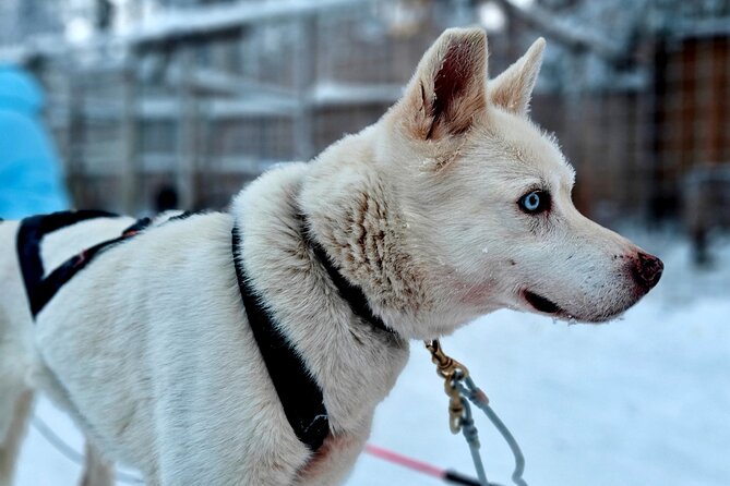 Rovaniemi Husky Safari - Self Drive Adventure 6-10km + BBQ - Getting Warm Before You Go: Suits, Boots, and Layering Logic