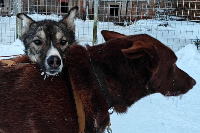 Rovaniemi Husky Safari - Self Drive Adventure 6-10km + BBQ - On the Husky Farm: Meeting the Team and Getting Instructions
