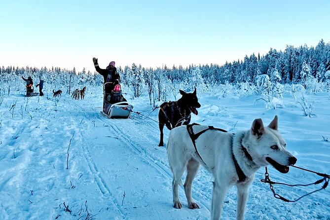 Rovaniemi Husky Safari - Self Drive Adventure 6-10km + BBQ - Mid-Route Photo Stop and the Halfway Swap Moment