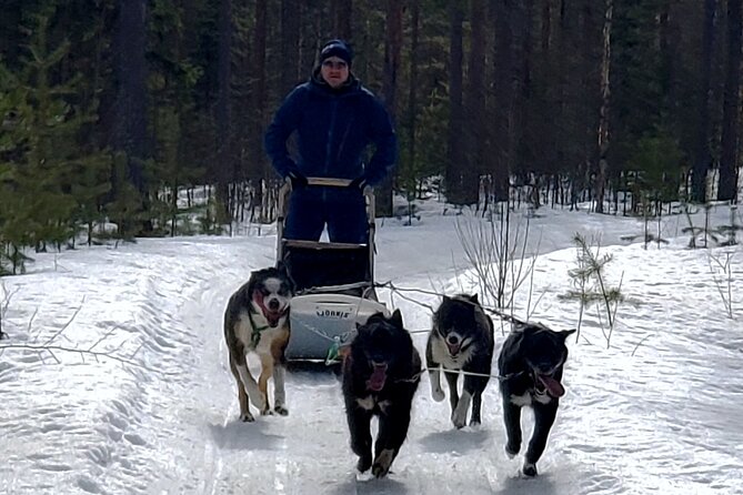 Rovaniemi Husky Safari - Self Drive Adventure 6-10km + BBQ - Key Points to Know Before You Book