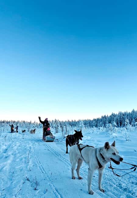 Rovaniemi: Husky Safari with Transfers & BBQ - Husky Power, With You Actually Driving