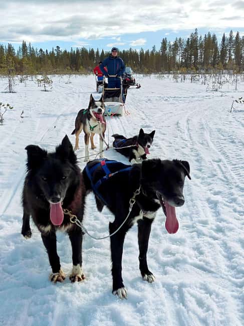 Rovaniemi: Husky Safari with Transfers & BBQ - Meet the Huskies, Cuddle Time, and Photo Support