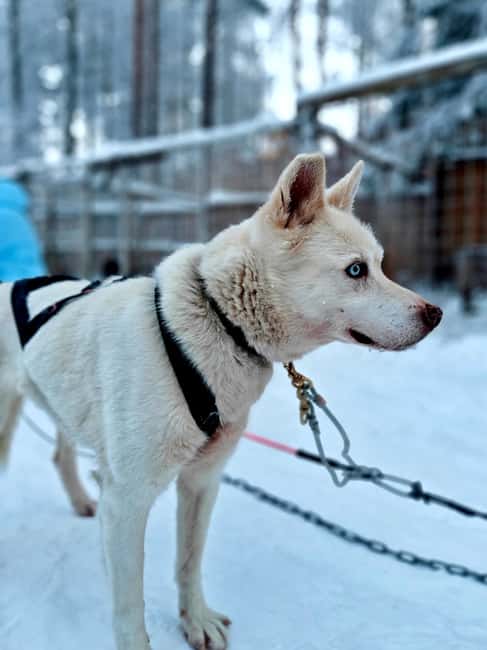 Rovaniemi: Husky Safari with Transfers & BBQ - Photo Stop and Switching Drivers: Better Than One Short Lap