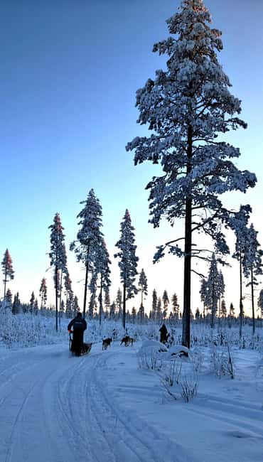 Rovaniemi: Husky Safari with Transfers & BBQ - Who This Husky Safari Works For, and Who Should Skip It