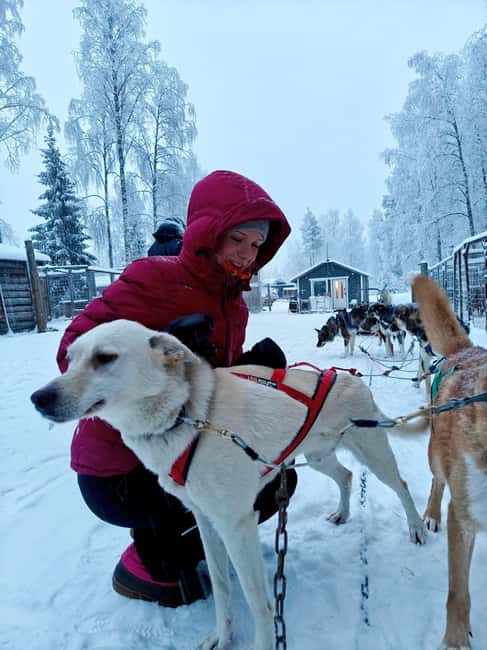 Rovaniemi: Husky Safari with Transfers & BBQ - Price and Value: Why $258 Can Make Sense