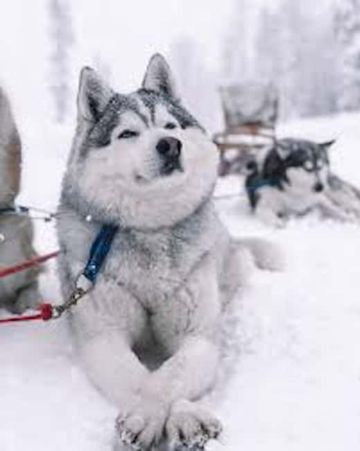 Rovaniemi: Husky Sled Ride 2km and Kennel Visit with Pickup - Santa Claus Village area, Arctic Circle Husky Park, zero time wasted