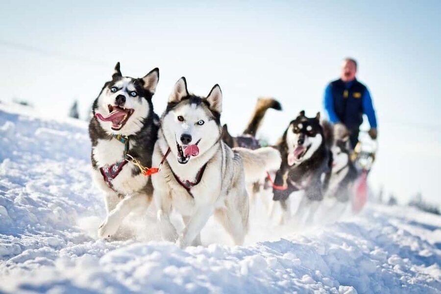 Rovaniemi: Husky Sled Ride 2km and Kennel Visit with Pickup - Hotel pickup and a smooth, timed experience in Rovaniemi
