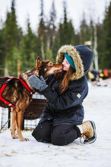 Rovaniemi: Husky Sled Ride and Farm Visit - Meet the Huskies Up Close: Cuddles, Snacks, and Photo Time