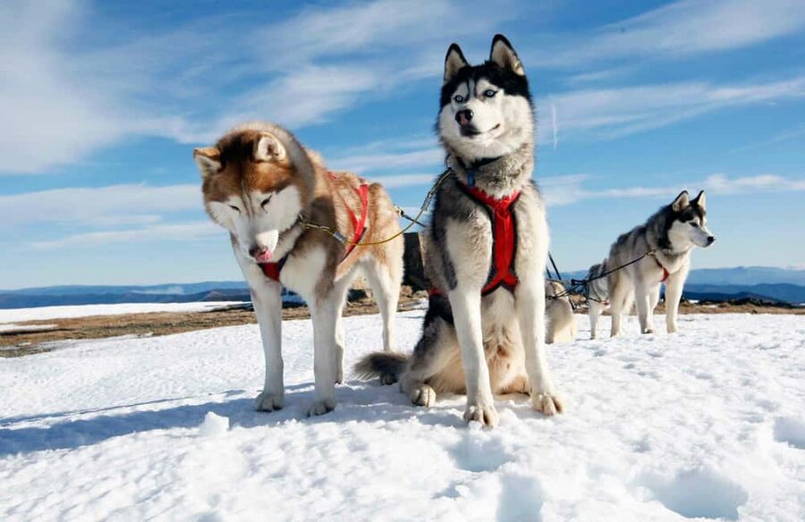 Rovaniemi: Husky Sled Ride and Farm Visit - One Hour at the Farm: Training, Care, and How Husky Life Works