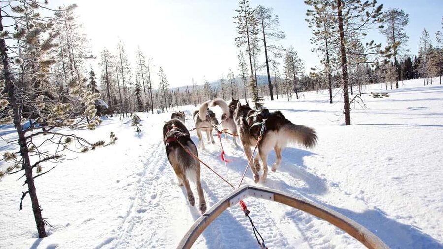 Rovaniemi: Husky Sled Ride and Farm Visit - Heated Hut Warm-Up: Hot Drink, Cookies, and a Cozy Reset