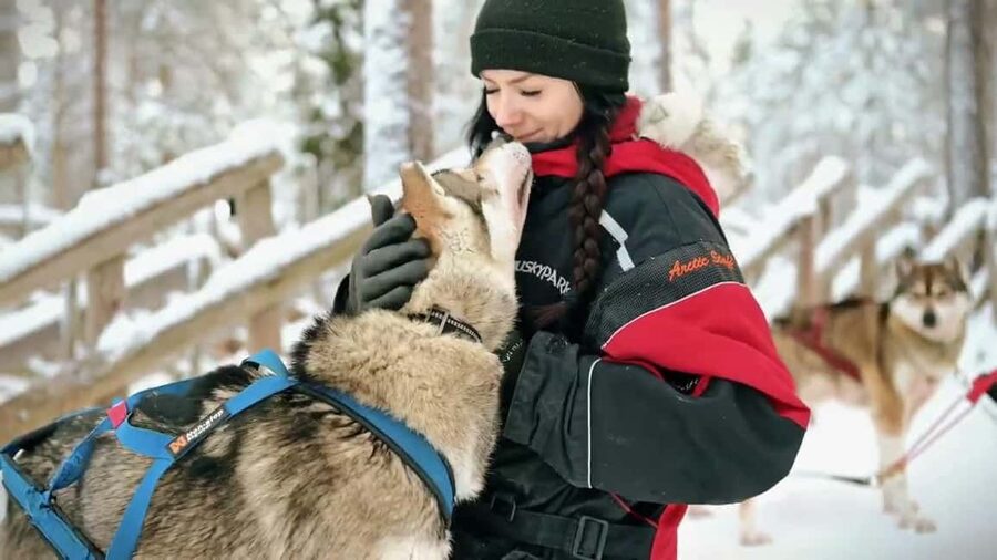 Rovaniemi: Husky Sled Ride and Farm Visit - Price and Value: What $117 Buys (and What Can Feel Tight)