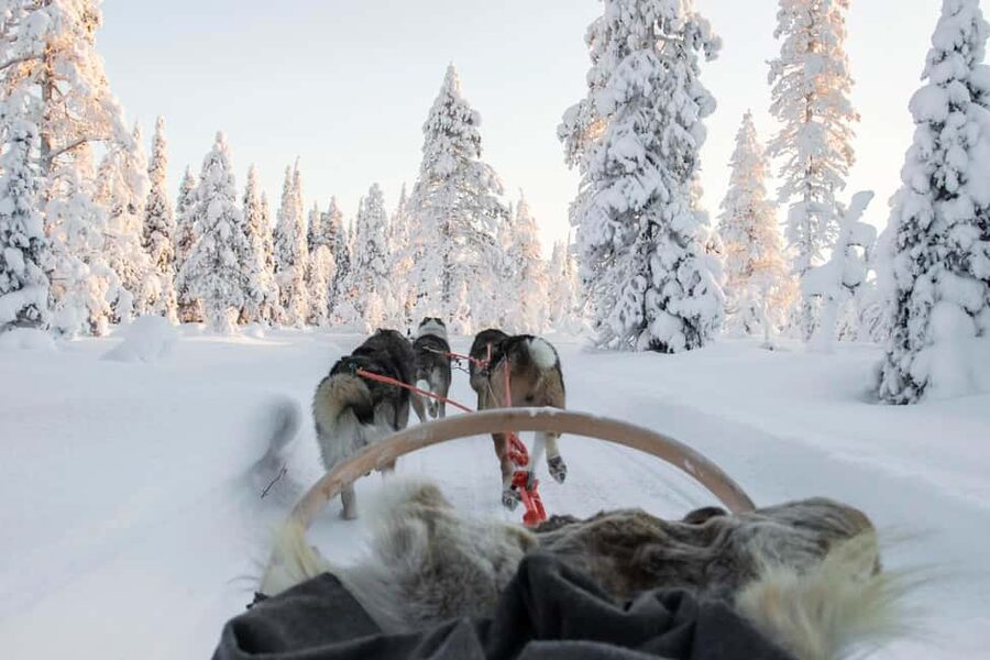Rovaniemi: Husky Sled Ride and Farm Visit - The Husky Sled Ride: 500 to 800 Meters of Winter Magic