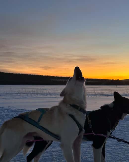 Rovaniemi: Insider 10 km Husky Sled Ride - Key things to know before you go