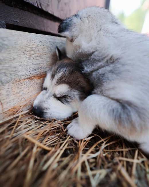 Rovaniemi: Insider 10 km Husky Sled Ride - Who Should Book This Husky Sled Ride, And Who Should Skip It